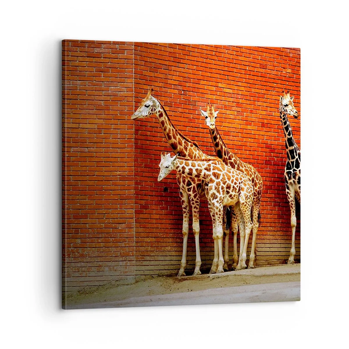 Canvastavla - Bild på duk - Ser ni någon akacia? - 60x60 cm