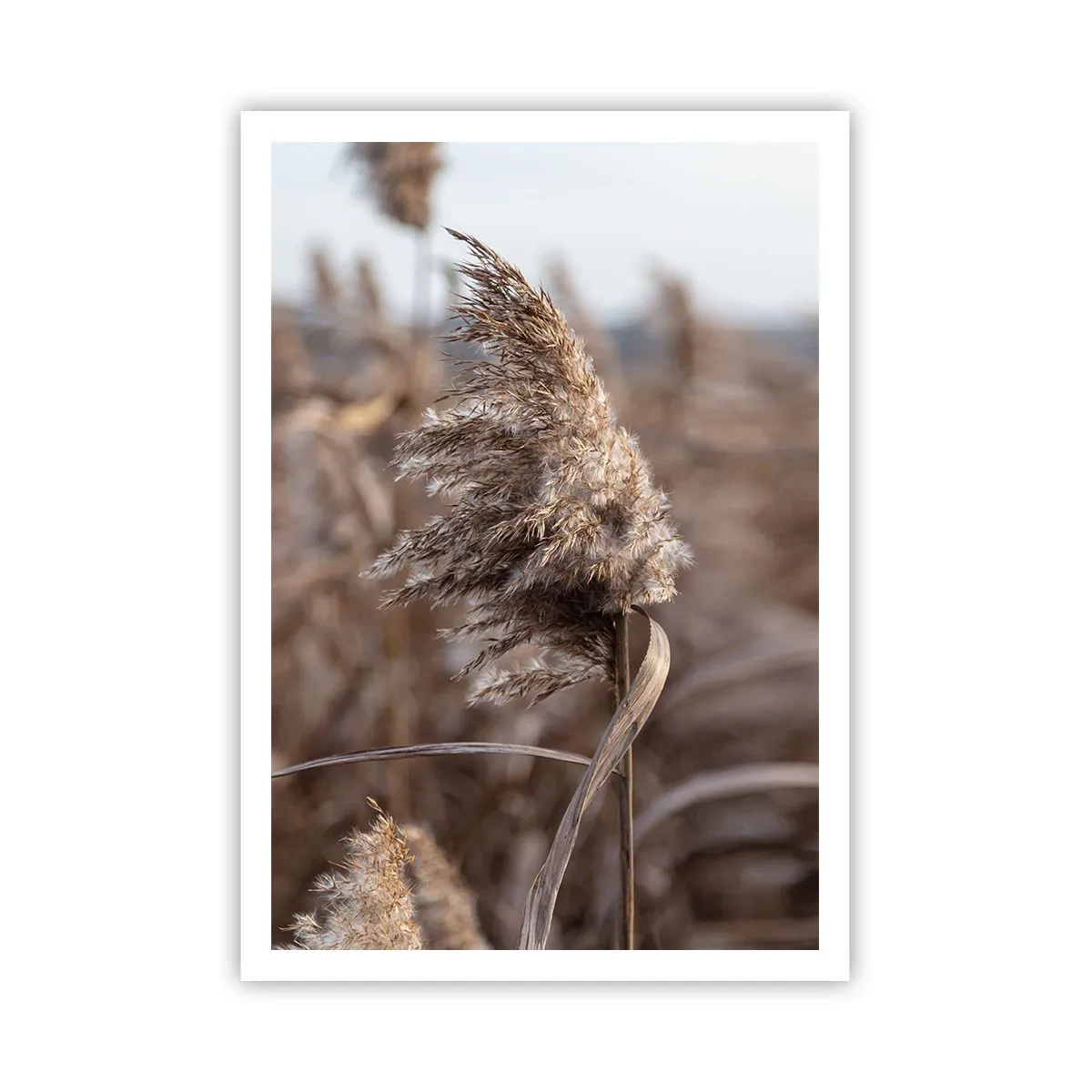 Affisch - Dags att flyga bort med vinden - 70x100 cm