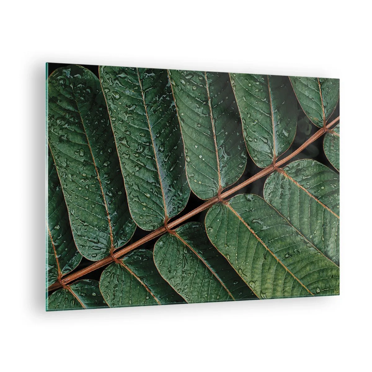 Glastavla - Bild på glas - Närbild av gröna blad med vattendroppar - 70x50cm - I den gröna rytmen - Modern väggdekoration för vardagsrum och sovrum ARTTOR