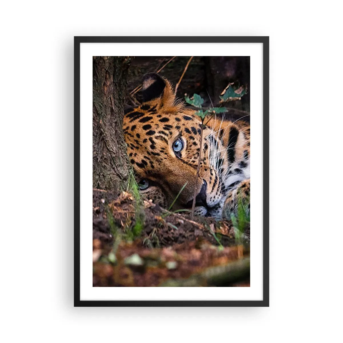 Affisch i svart ram - En liggande leopard med intensiva blå ögon - 50x70cm - Tro mig - Modern väggdekoration för vardagsrum och sovrum ARTTOR
