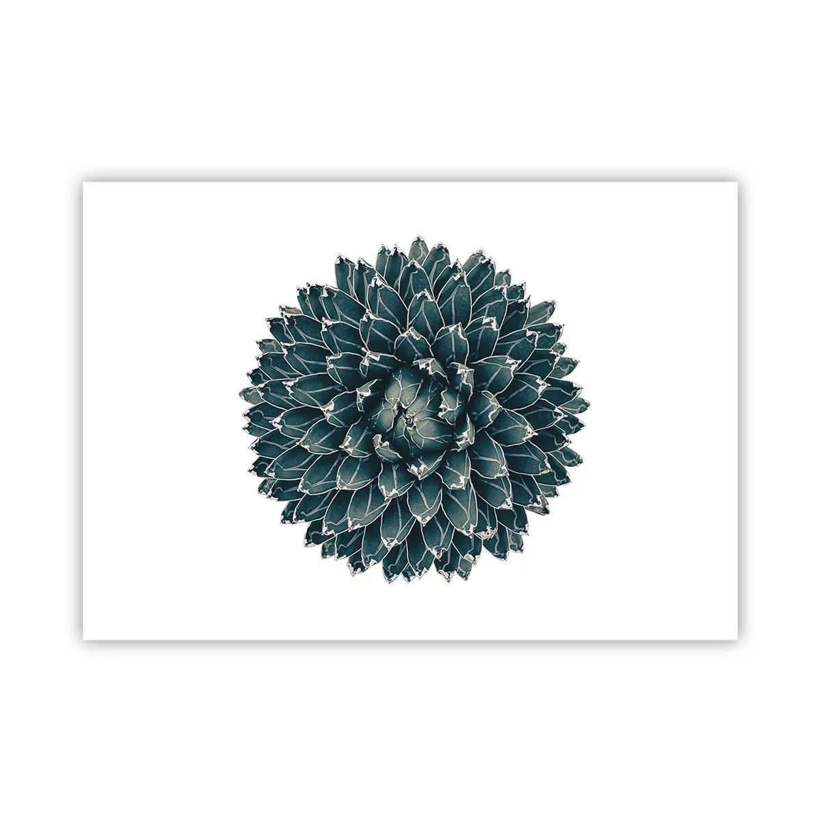 Affisch - Öknens stjärna - 100x70 cm