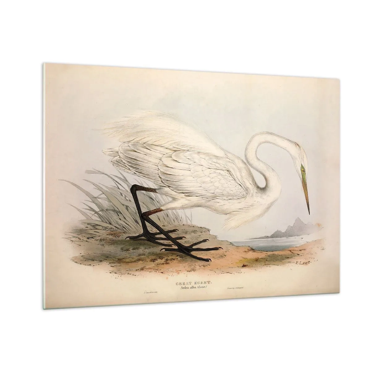 Glastavla - Bild på glas - En dam i vassen - 100x70 cm