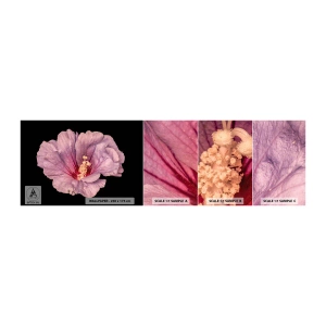 Provbit av självhäftande fototapet Deluxe Sticker - Rakt till hjärtat - Blomma, Bit, Grafik - 100x30 cm