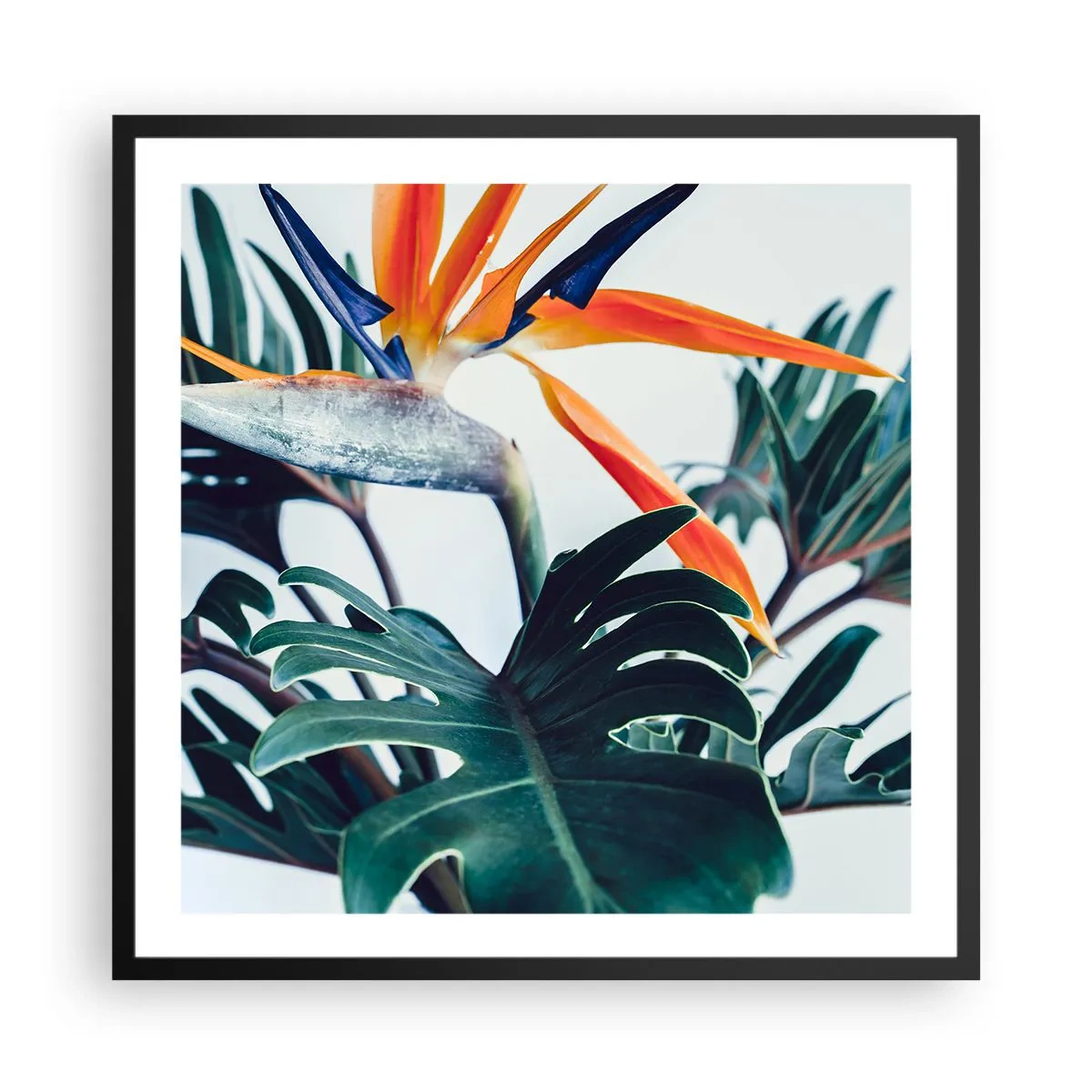 Affisch i svart ram - Fågelbuske - 60x60 cm