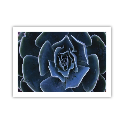 Affisch - Öknens blomma - 70x50 cm