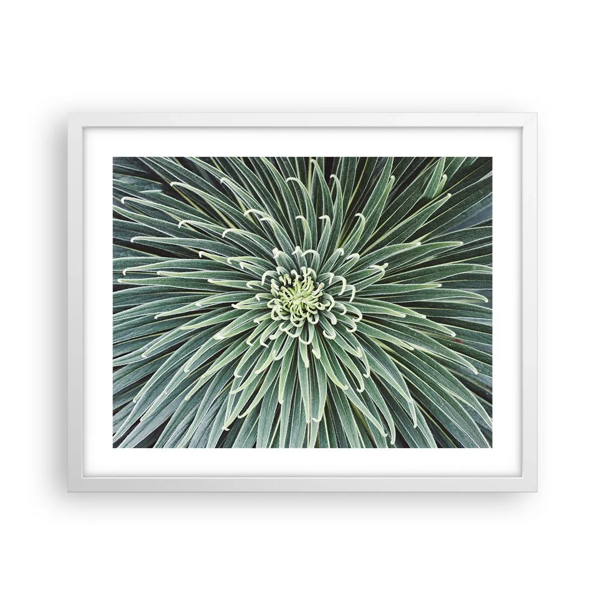 Affisch i vit ram - Stjärna föds - 50x40 cm