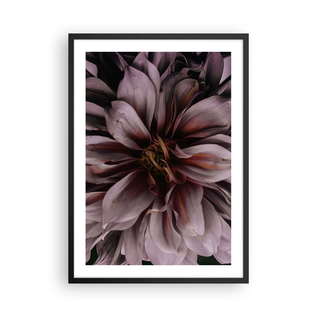 Affisch i svart ram - Närbilddetalj av en mörkrosa blomma - 50x70cm - Blommigt hjärta - Modern väggdekoration för vardagsrum och sovrum ARTTOR