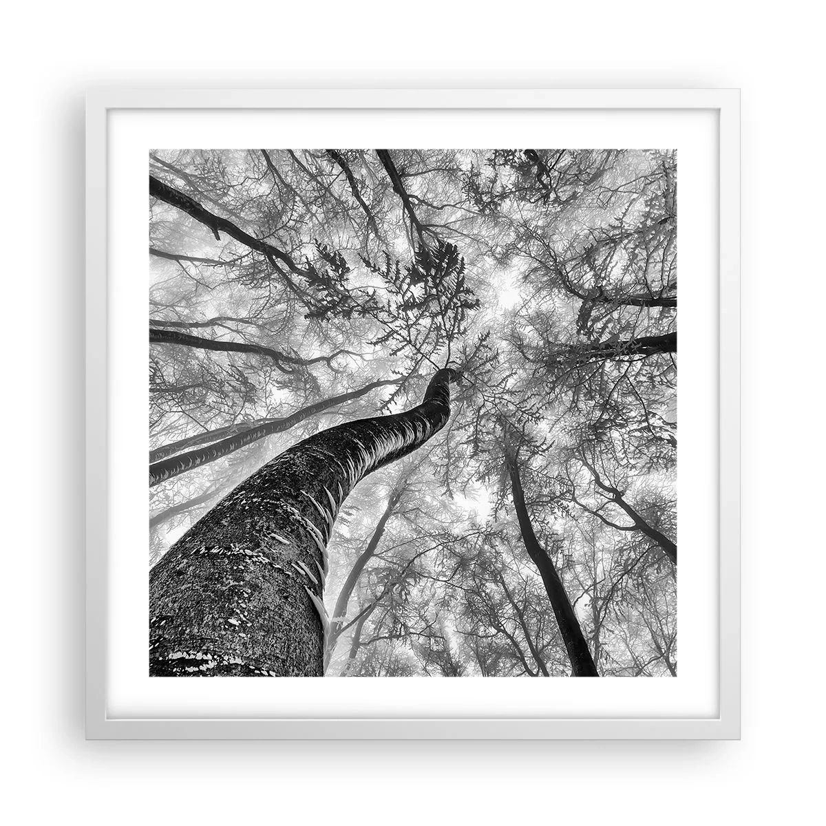 Affisch i vit ram - Kapplöpning mot ljuset - 50x50 cm