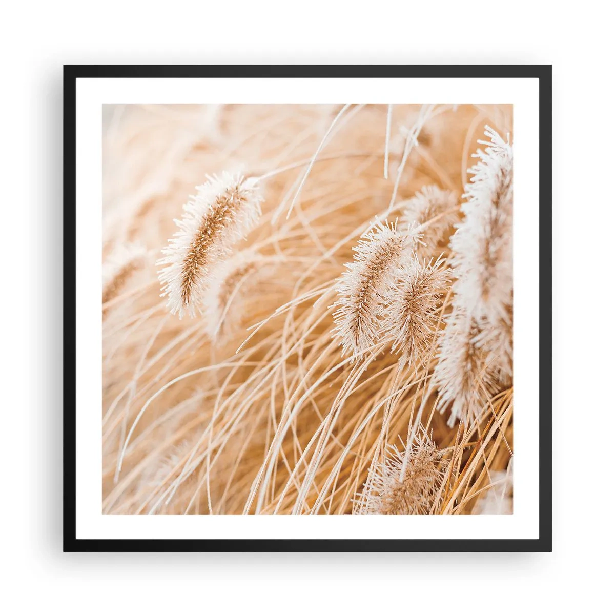 Affisch i svart ram - Gyllene gräsrassel - 60x60 cm