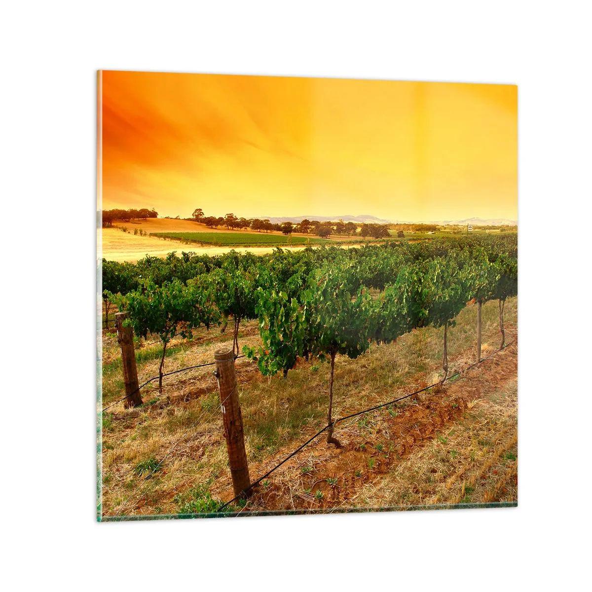 Glastavla - Bild på glas - Dricka solen - 50x50 cm