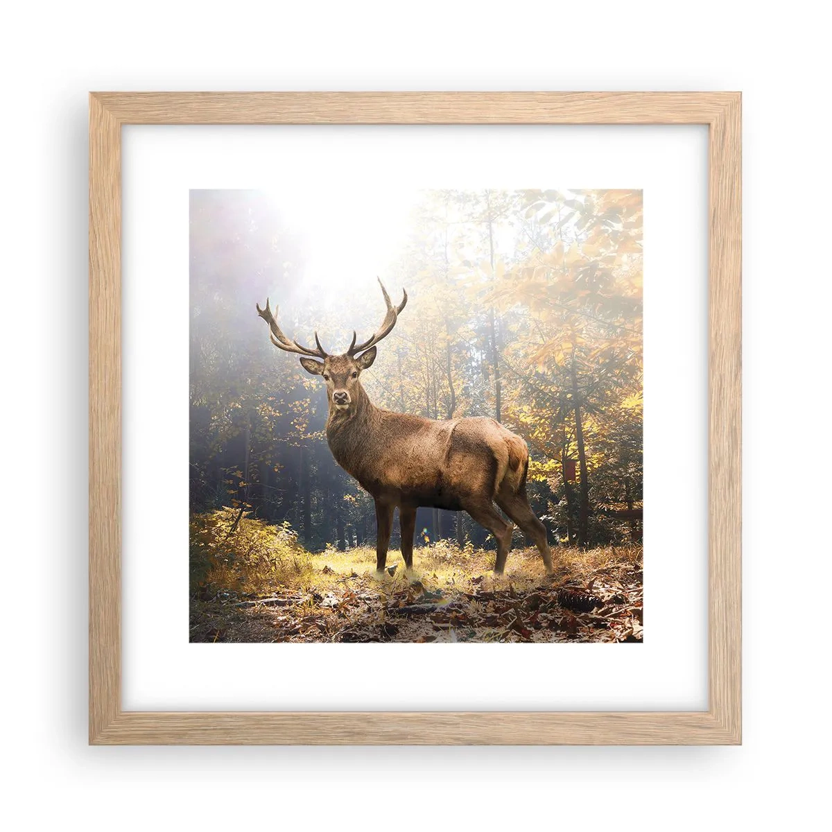 Affisch i ram av ljusek - I fullt majestät - 30x30 cm