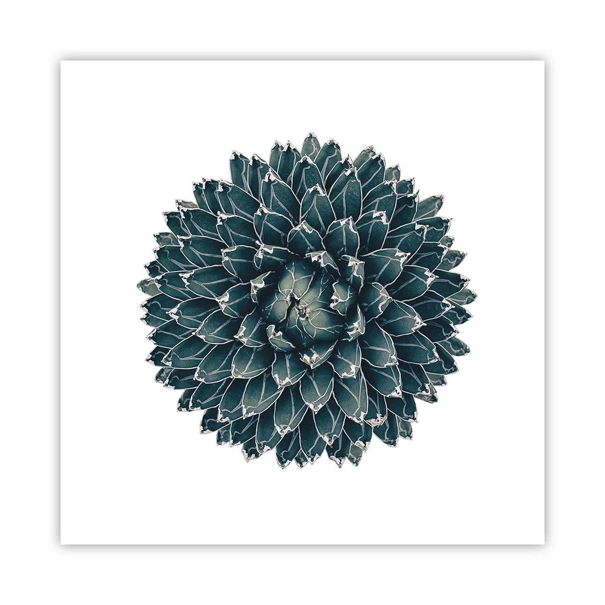 Affisch - Öknens stjärna - 50x50 cm