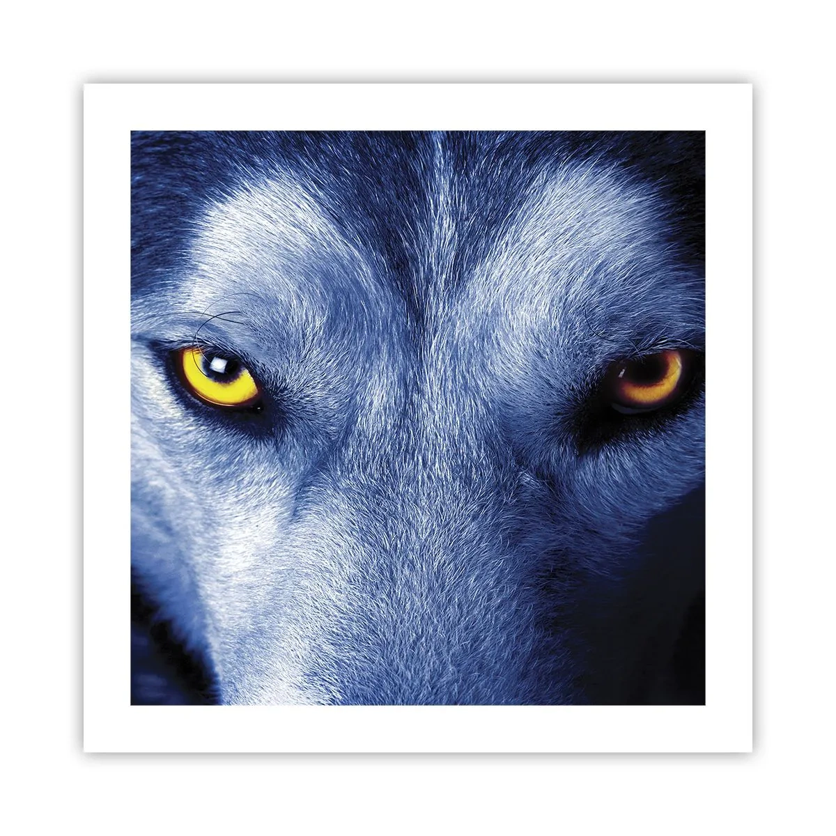 Affisch - Hypnotiserade titt - 50x50 cm