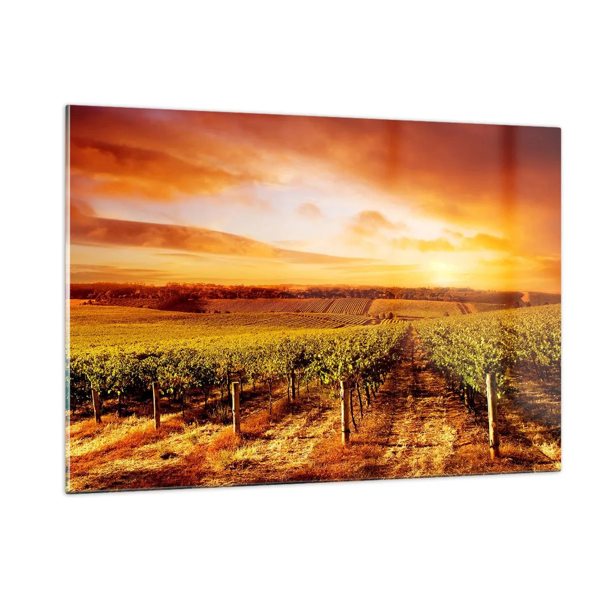 Glastavla - Bild på glas - Fina druvor med en gnutta sol - 120x80 cm