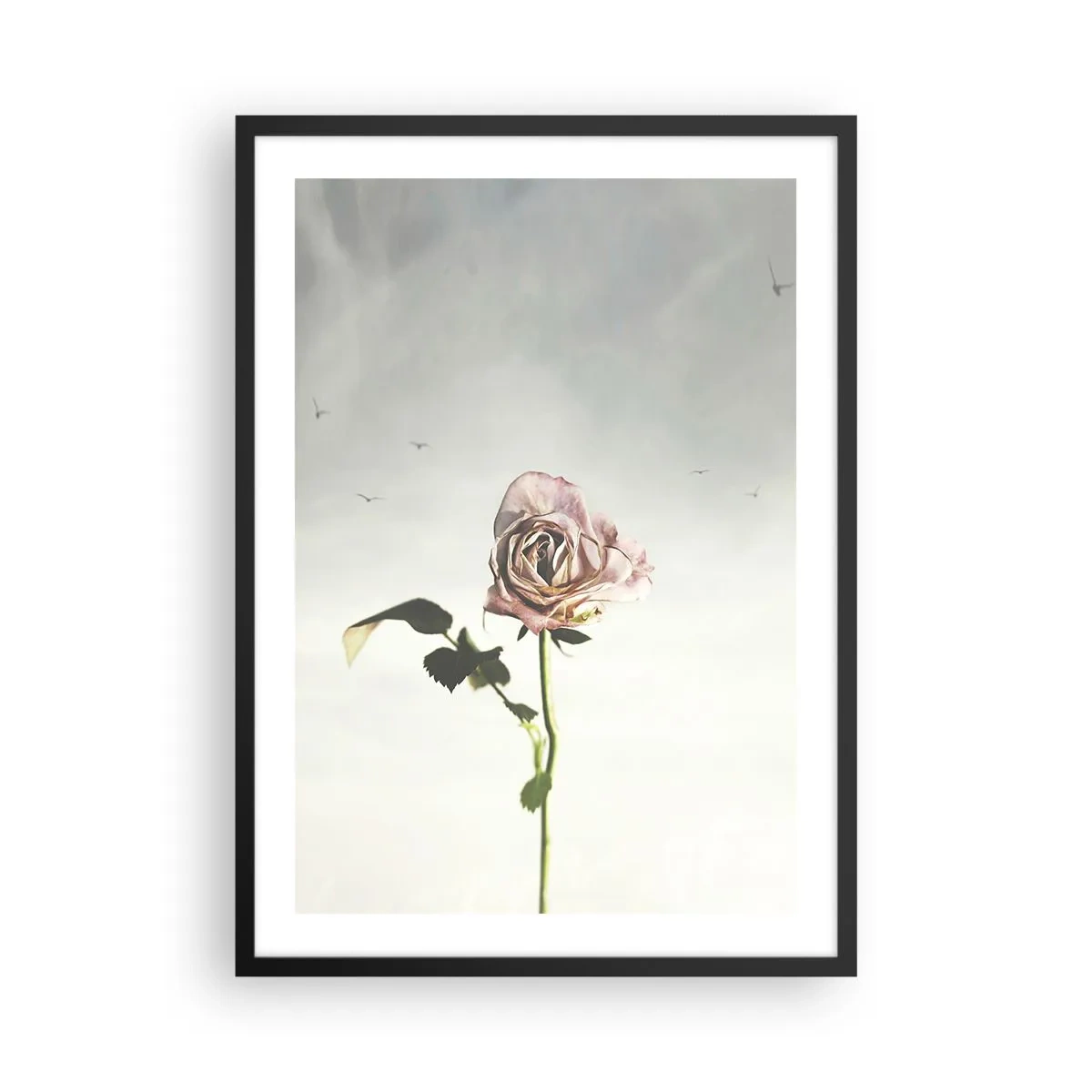 Affisch i svart ram - En subtil ros mot en delikat himmel - 50x70cm - Vårens välkomst - Modern väggdekoration för vardagsrum och sovrum ARTTOR