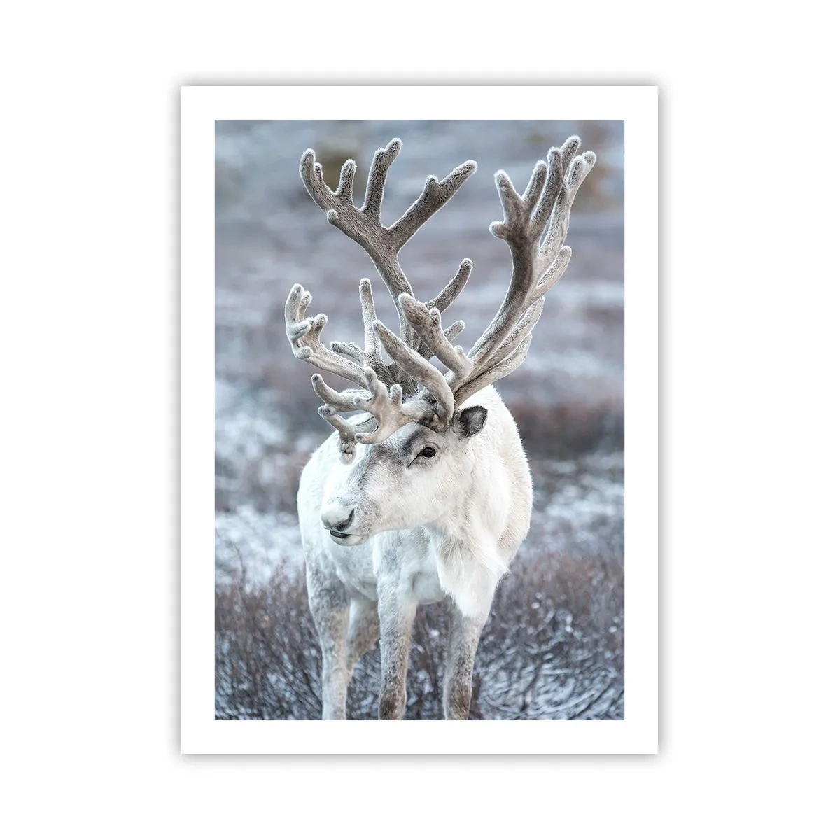 Affisch - Porträtt i solsken - 50x70 cm