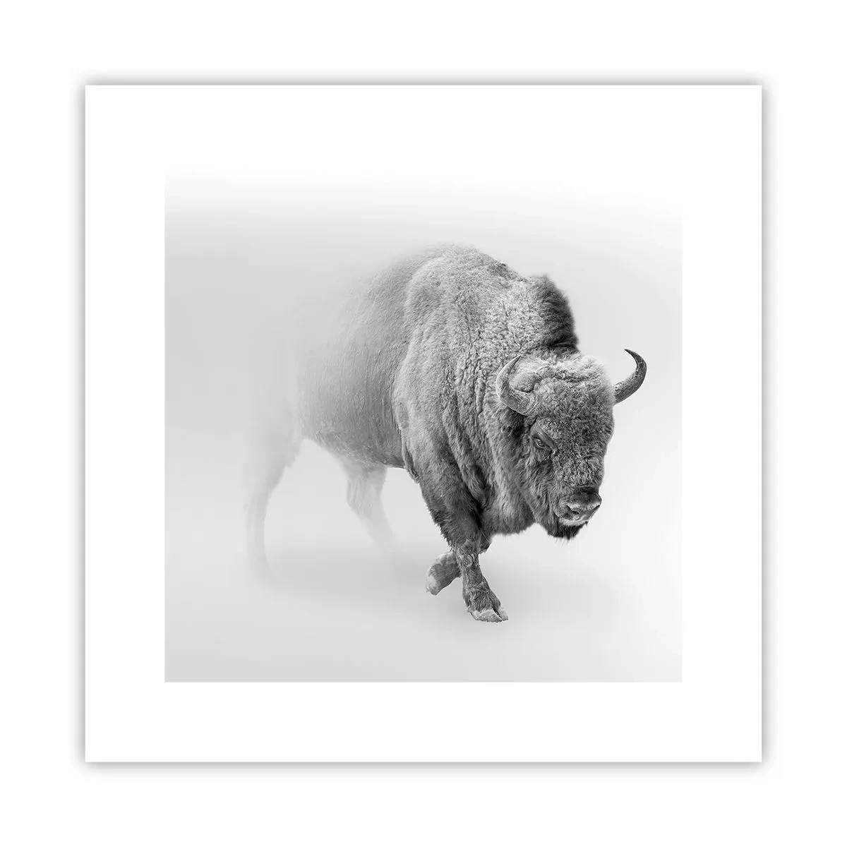 Affisch - Präriens kung - 30x30 cm