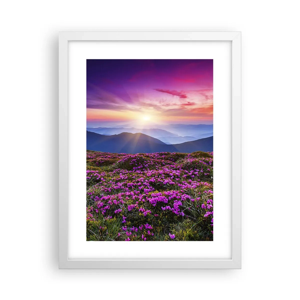 Affisch i vit ram - Doftande örter - 30x40 cm