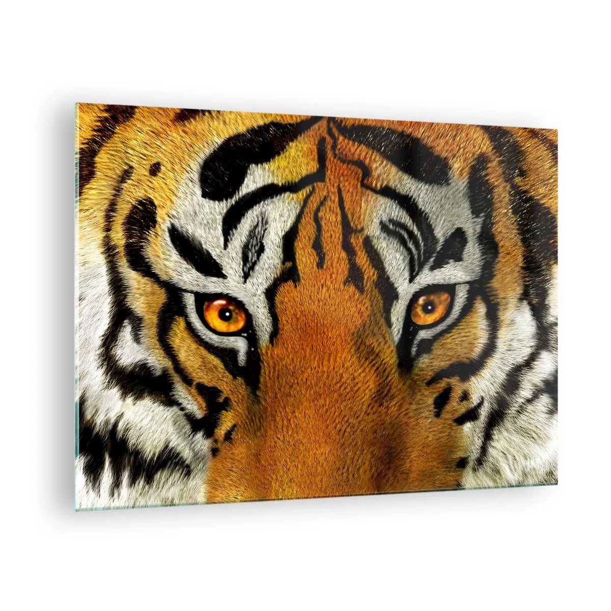 Glastavla - Bild på glas - Närbild av tigerns intensiva blick - 70x50cm - Farlig och vacker - Modern väggdekoration för vardagsrum och sovrum ARTTOR