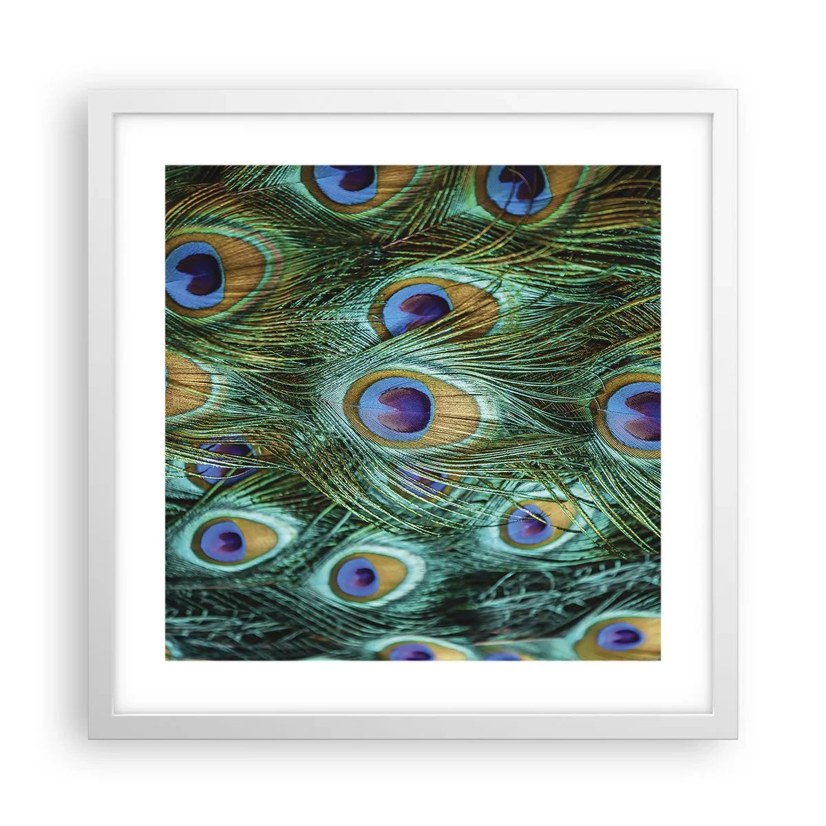 Affisch i vit ram - Påfågels blick - 40x40 cm