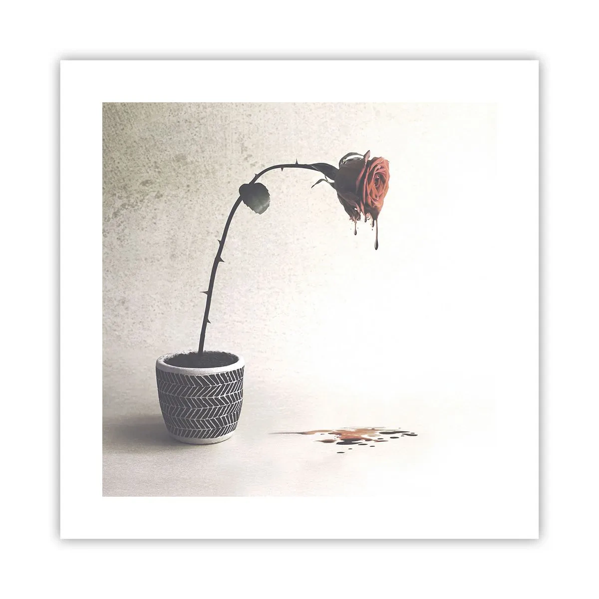 Affisch - Rosa dolorosa - 40x40 cm
