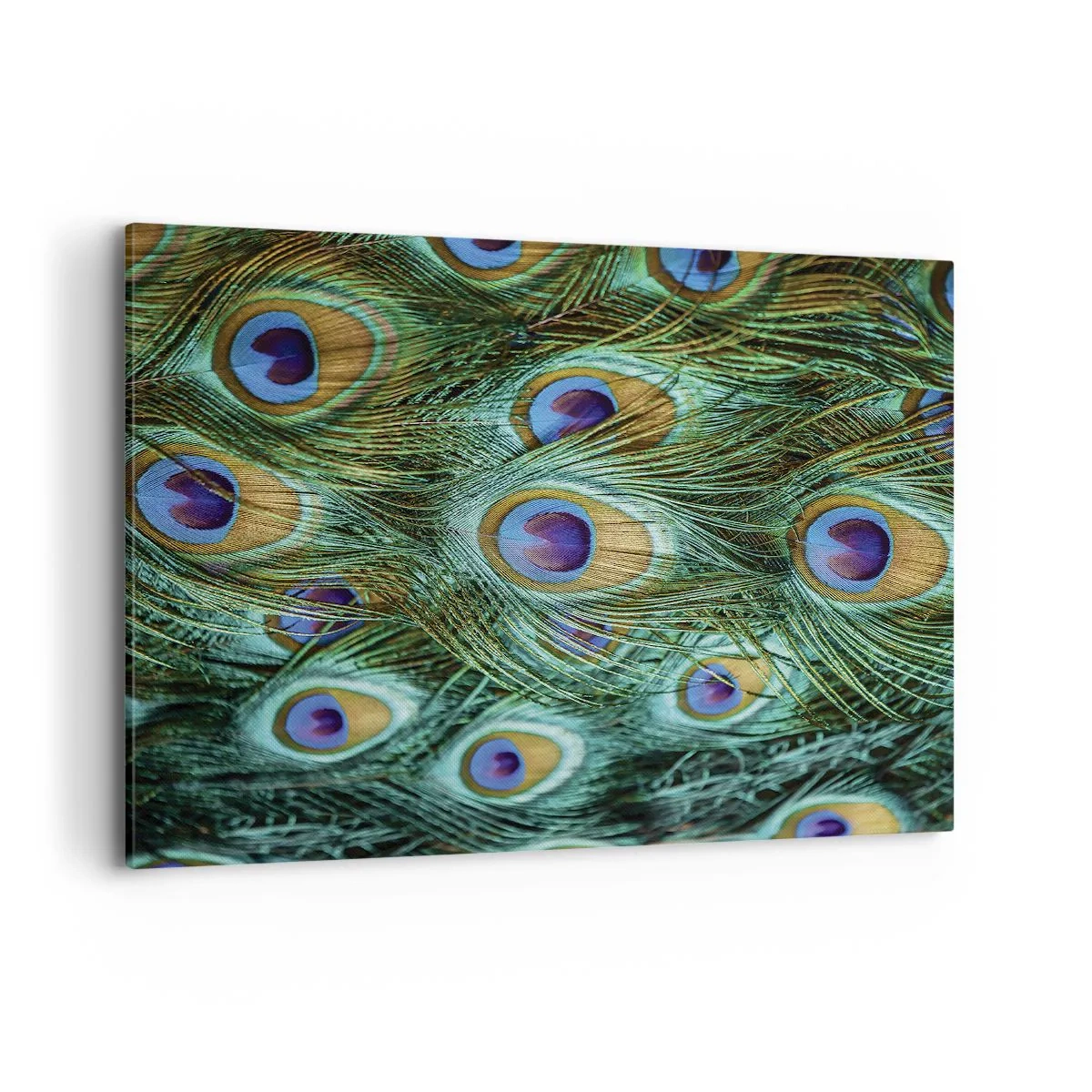 Canvastavla - Bild på duk - Påfågels blick - 100x70 cm