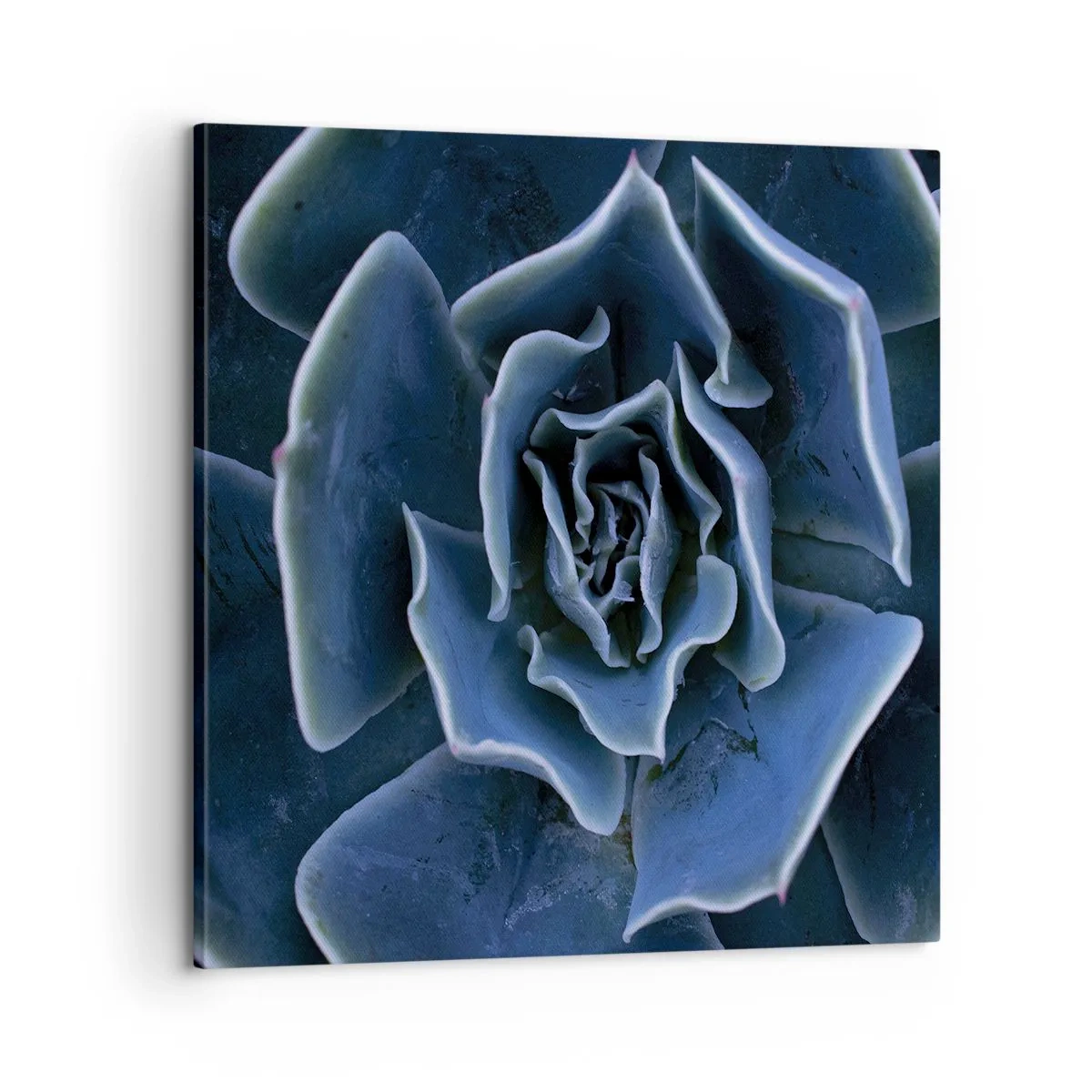 Canvastavla - Bild på duk - Öknens blomma - 60x60 cm