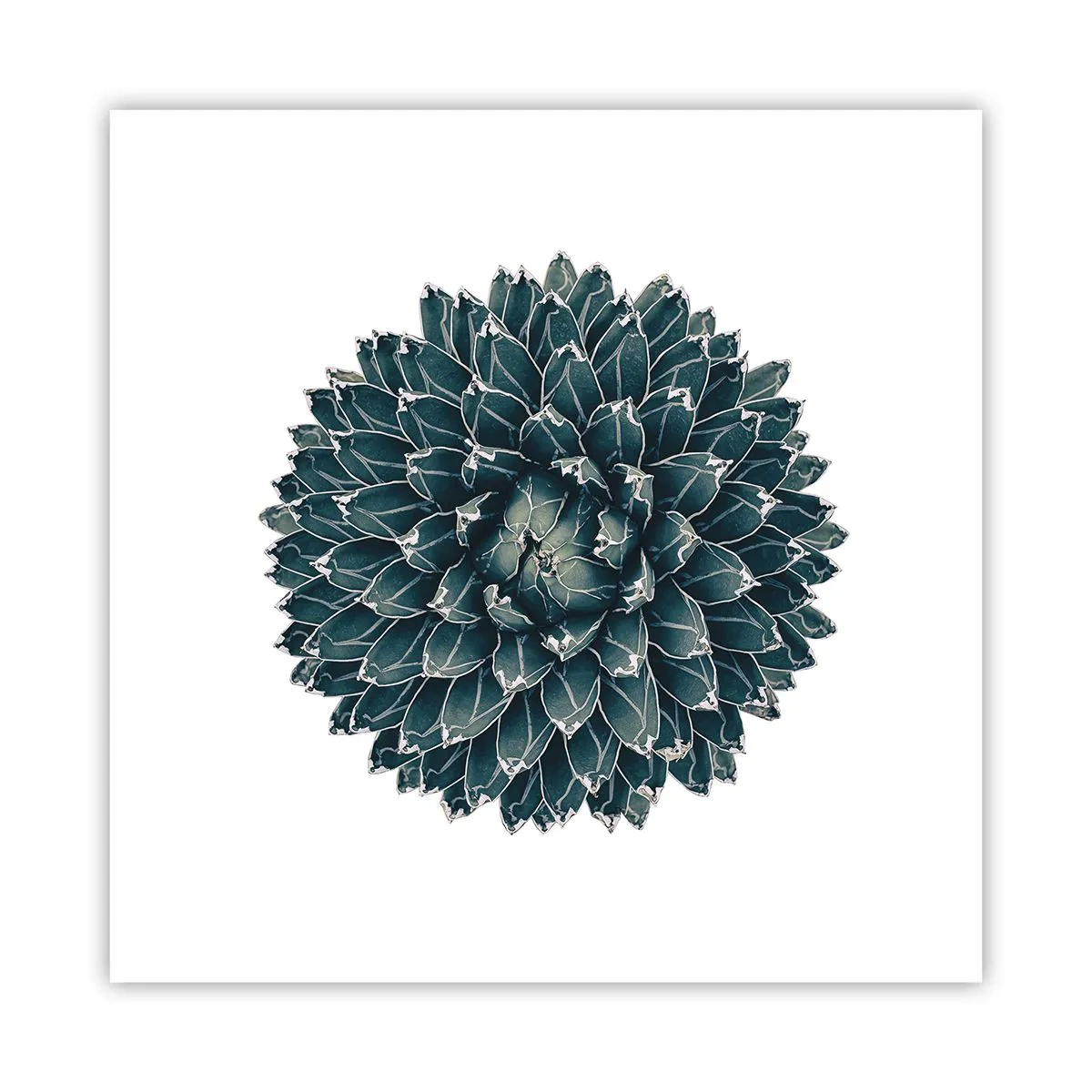 Affisch - Öknens stjärna - 40x40 cm