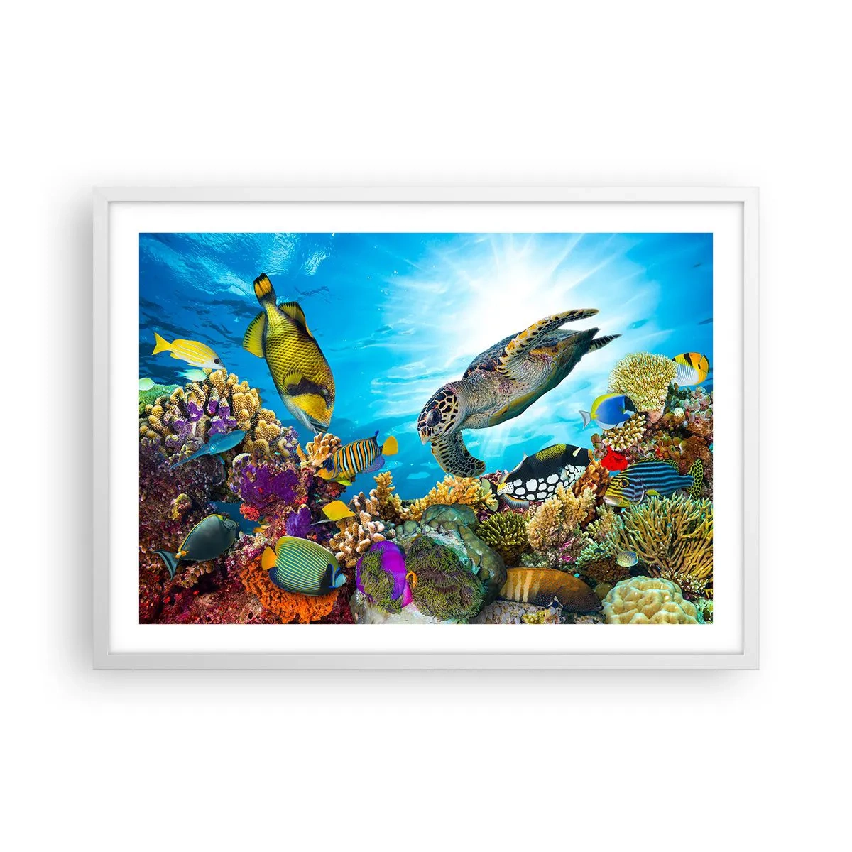 Affisch i vit ram - Korallpromenad - 70x50 cm