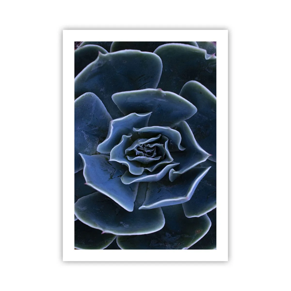 Affisch - Öknens blomma - 50x70 cm