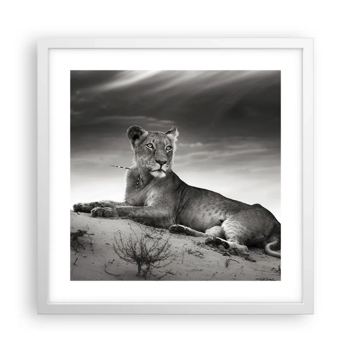 Affisch i vit ram - Öknens drottnings vila - 40x40 cm