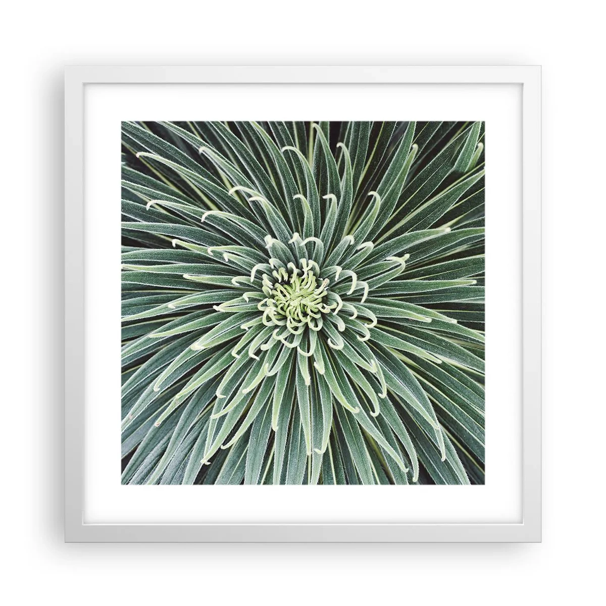 Affisch i vit ram - Stjärna föds - 40x40 cm