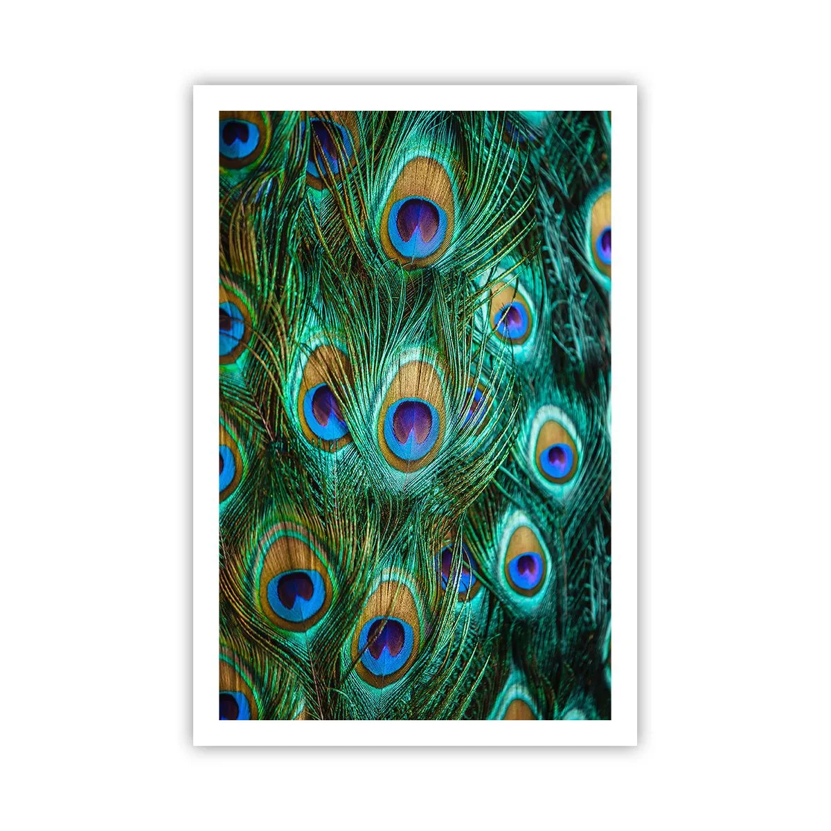 Affisch - Påfågels blick - 61x91 cm