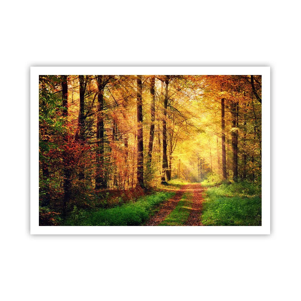 Affisch - Skogsguld tystnad - 100x70 cm
