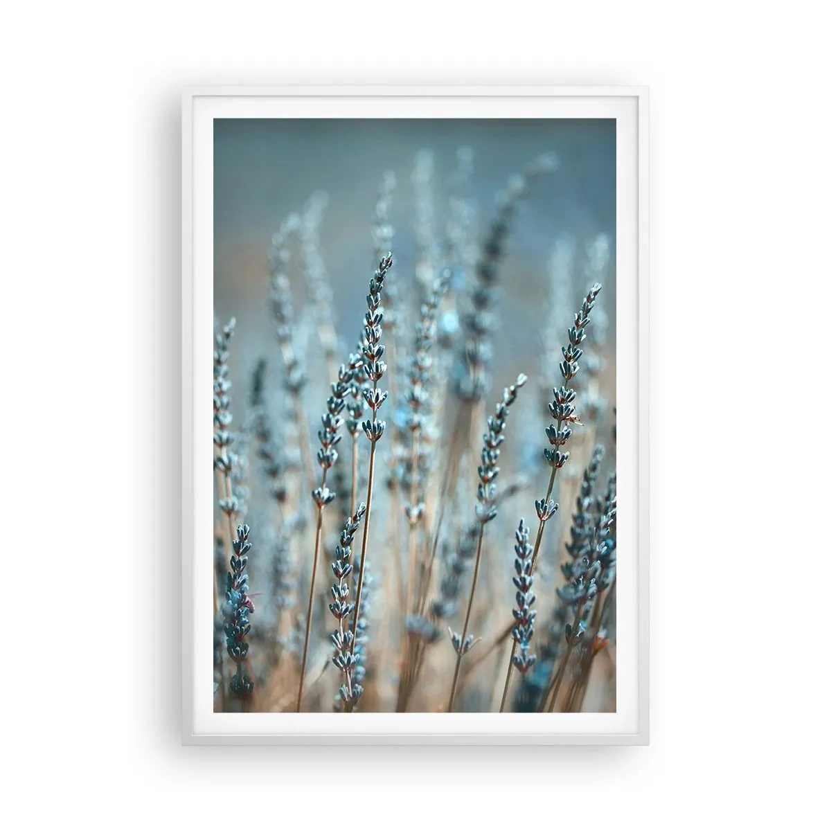 Affisch i vit ram - Doftande åkermark - 70x100 cm