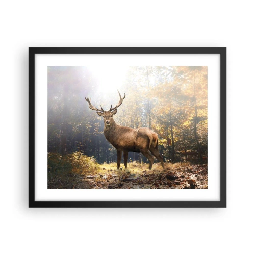 Affisch i svart ram - I fullt majestät - 50x40 cm