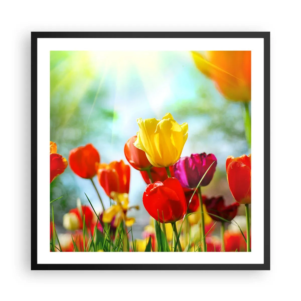 Affisch i svart ram - Solens alla färger - 60x60 cm