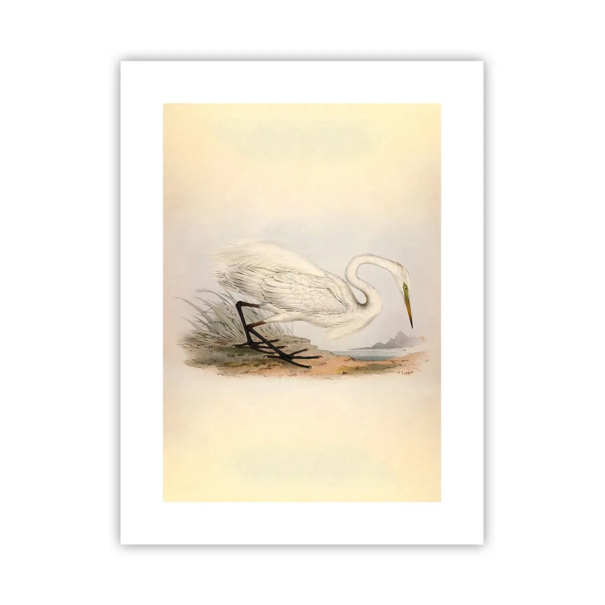 Affisch - En dam i vassen - 30x40 cm