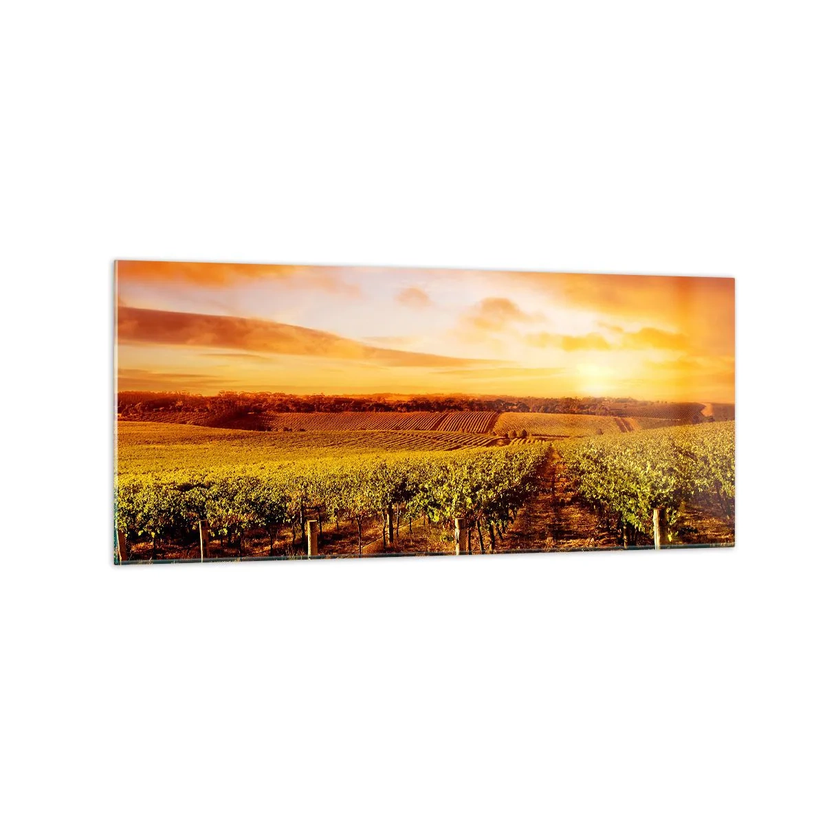 Glastavla - Bild på glas - Fina druvor med en gnutta sol - 120x50 cm