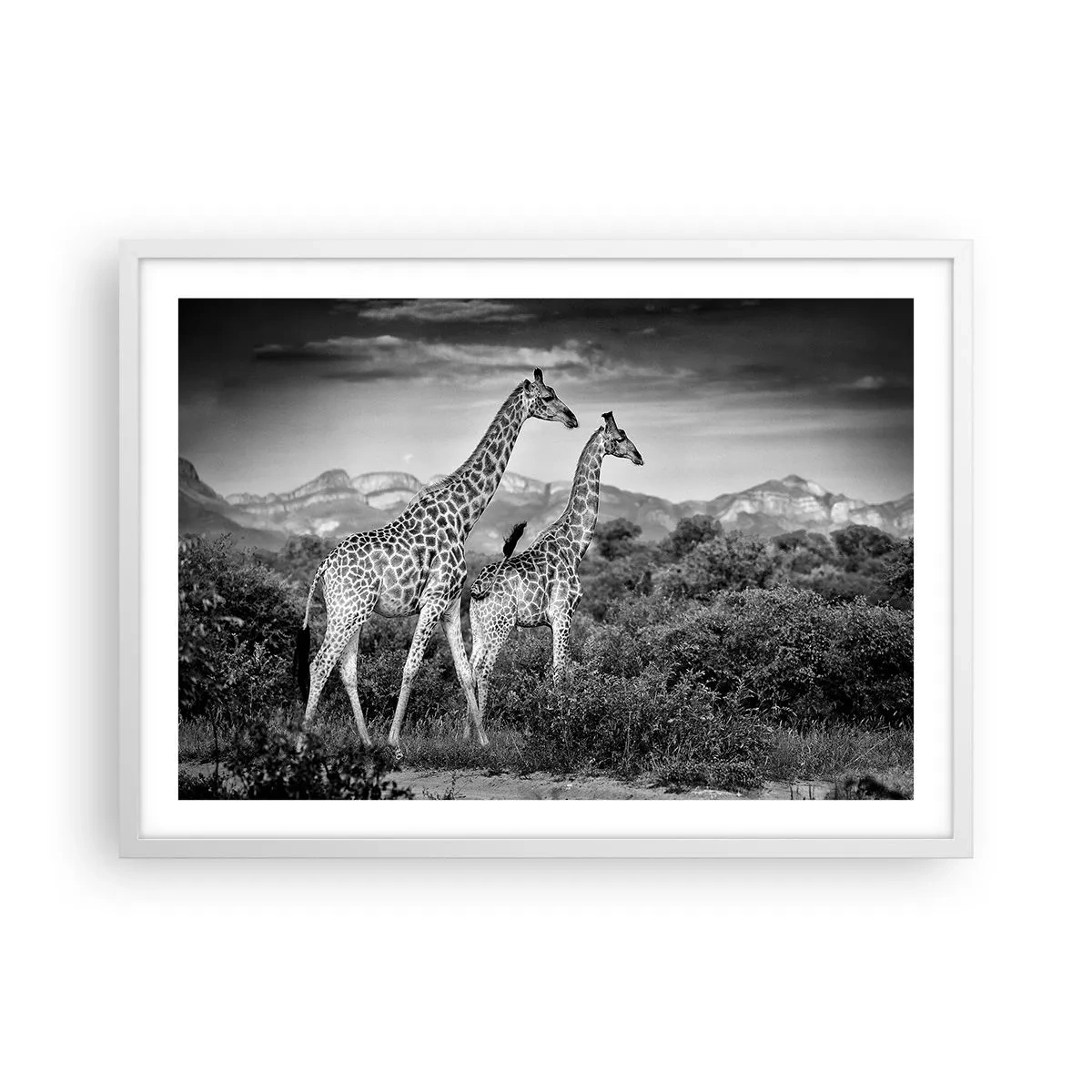 Affisch i vit ram - Högre klasser i Afrika - 70x50 cm