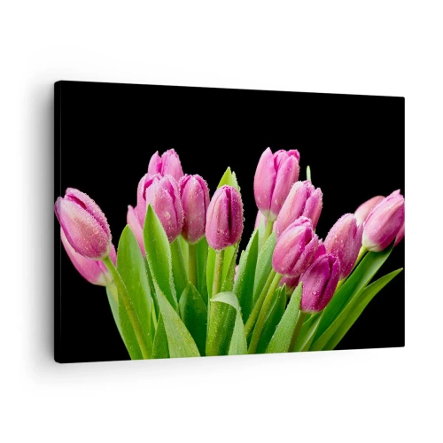 Canvastavla - Bild på duk - Rosa tulpaner med daggdroppar på svart bakgrund - 70x50cm - Vårens lila glädje - Modern väggdekoration för vardagsrum och sovrum ARTTOR