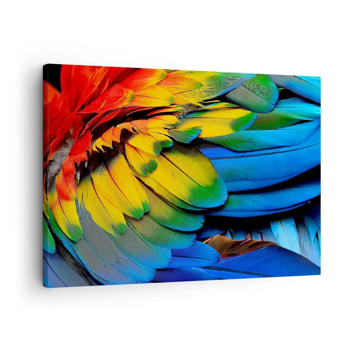 Canvastavla - Bild på duk - En närbild av en papegojas färgglada fjädrar - 70x50cm - Paradisfågel - Modern väggdekoration för vardagsrum och sovrum ARTTOR
