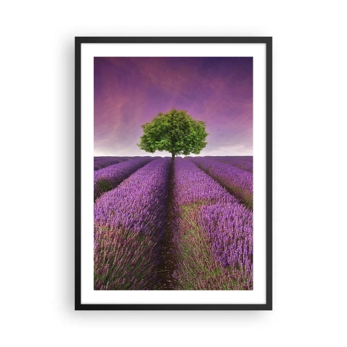 Affisch i svart ram - Ett lavendelfält med ett ensamt träd mot en lila himmel - 50x70cm - På lavendelåkrarna - Modern väggdekoration för vardagsrum och sovrum ARTTOR