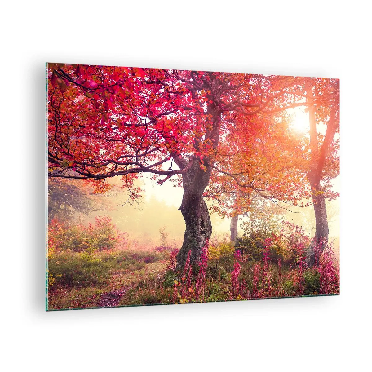Glastavla - Bild på glas - Höstskog med solljusstrålar på morgonen - 70x50cm - Våldsam blommande - Modern väggdekoration för vardagsrum och sovrum ARTTOR