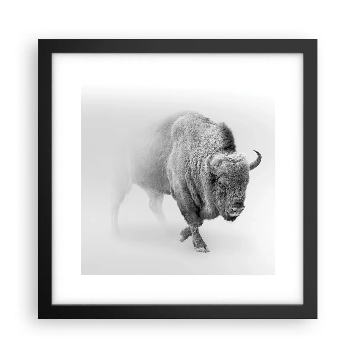 Affisch i svart ram - Präriens kung - 30x30 cm