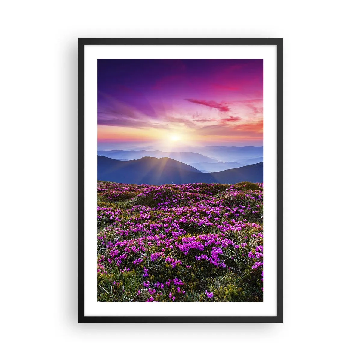 Affisch i svart ram - Ett fält av lila blommor i bergen vid solnedgången - 50x70cm - Doftande örter - Modern väggdekoration för vardagsrum och sovrum ARTTOR