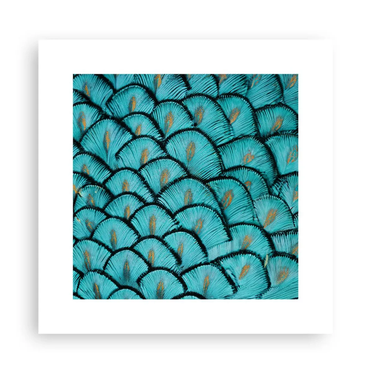 Affisch - Den stora fjädergalan - 30x30 cm