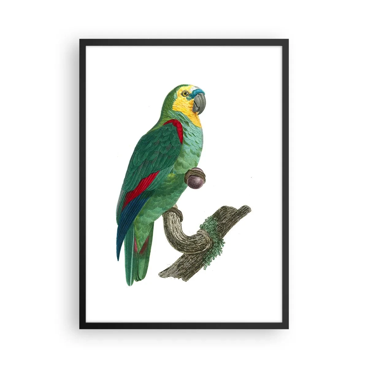 Affisch i svart ram - Papegojaporträtt - 50x70cm - Porträtt av papegoja - Modern väggdekoration för vardagsrum och sovrum ARTTOR