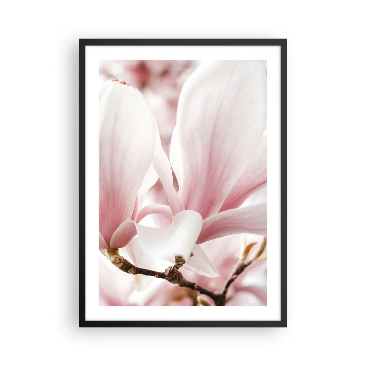 Affisch i svart ram - Fina rosa magnoliablad på en suddig bakgrund - 50x70cm - Oändlig känslighet - Modern väggdekoration för vardagsrum och sovrum ARTTOR