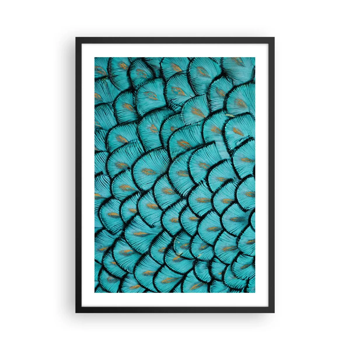 Affisch i svart ram - Makrofotografi av turkosa fjädrar med ett unikt mönster - 50x70cm - Den stora fjädergalan - Modern väggdekoration för vardagsrum och sovrum ARTTOR